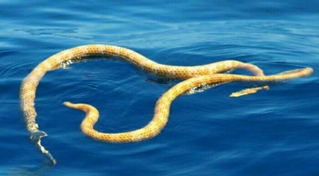 像剑尾海蛇属(aipysurus)内的所有物种,叶鳞剑尾海蛇完全是水生物种