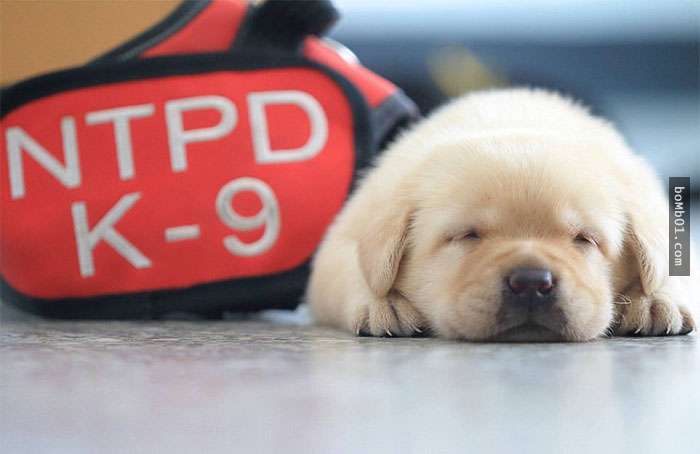 台湾最新一批小警犬「萌到外国媒体也要报导」,一脸还睡不醒的上班