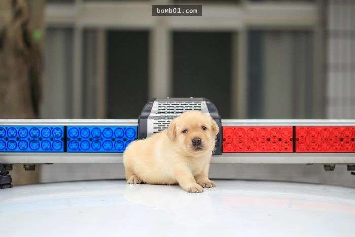 台湾最新一批小警犬「萌到外国媒体也要报导」,一脸还睡不醒的上班