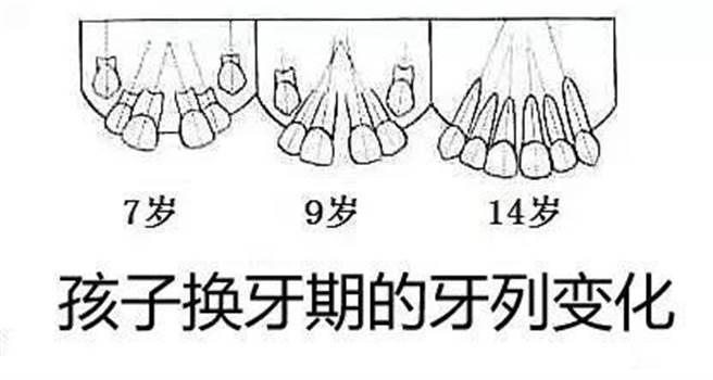 換牙期的牙列變化(圖/萬花鏡)