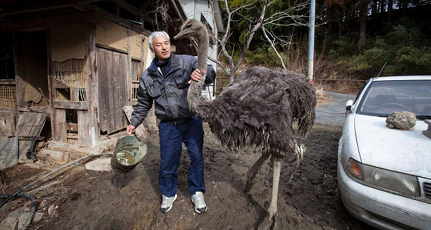 男子獨自留在日本福島核禁區照顧遺棄動物，他不放棄的堅持和無私的付出實在令人感動！