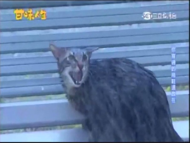 《甘味》逼貓淋雨挨轟 陳珮騏：觀眾愛看