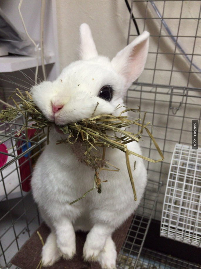 养过兔子的人都知道,兔子喜爱吃草,但是没有饱足感的兔子容易因为进食