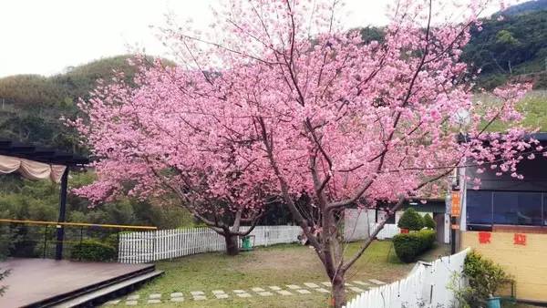 2月台灣全島粉嫩、桃紅櫻花綻放，8個賞櫻露營區推薦！