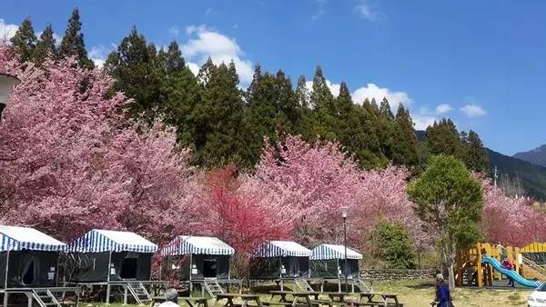 2月台灣全島粉嫩、桃紅櫻花綻放，8個賞櫻露營區推薦！