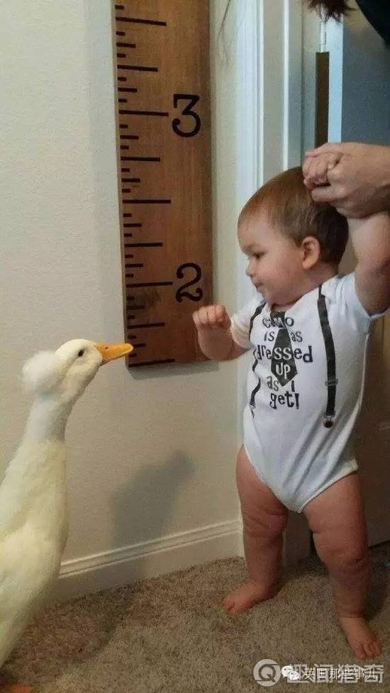 陪著這個小男孩一長大的........不是汪星人、喵星人，竟是一隻鴨子！！實在太有愛了