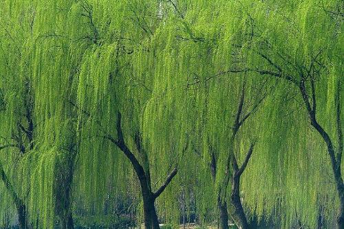 頭髮稀少怎麼辦? 這6個神奇的偏方你一定還不知道 !