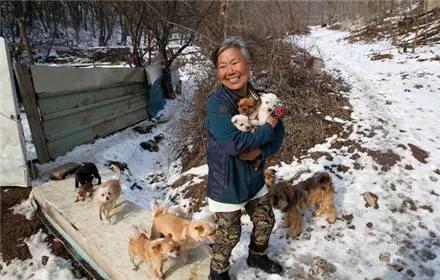 61歲韓國老奶奶，用26年收養超過200隻流浪狗