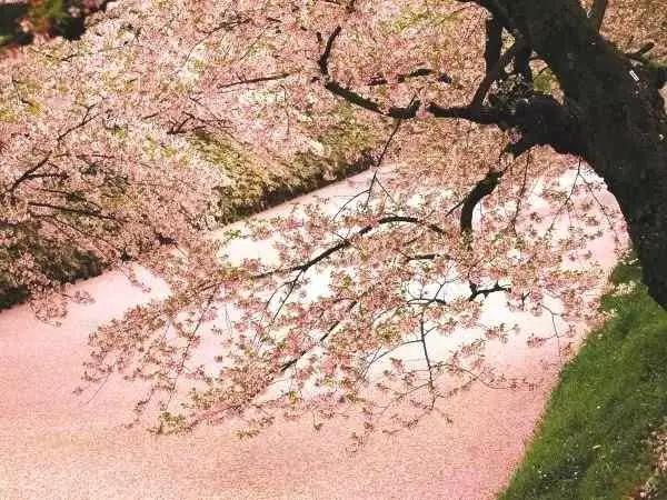 日本人都很難見到的絕美奇景