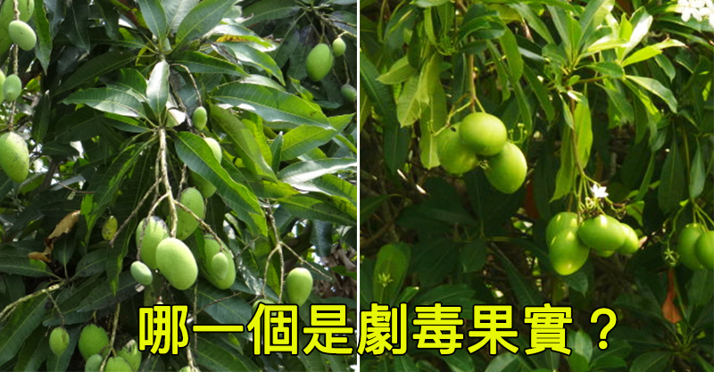 這種劇毒「自殺果實」外型跟台灣土芒果外型相似度高達95%，但一旦不小心食用就會立刻奪走你的性命！