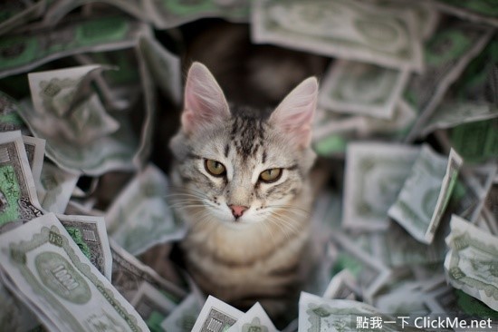 養貓咪之前一定要知道的事情！ 《養貓的花費》到底會花多少呢？