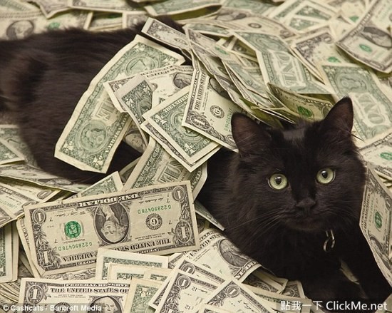 養貓咪之前一定要知道的事情！ 《養貓的花費》到底會花多少呢？