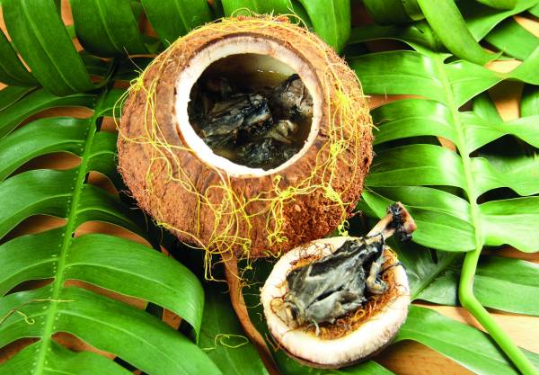 菟絲子燉椰子雞~~補益脾胃、養陰生津、滋補養生、補血養顏