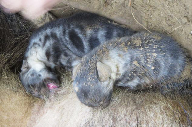 刚出生的小鬣狗图片