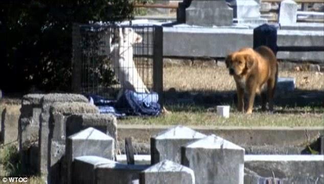 母狗待在寒冷的墓地不肯離開，眾人知道原因後都感動淚崩了