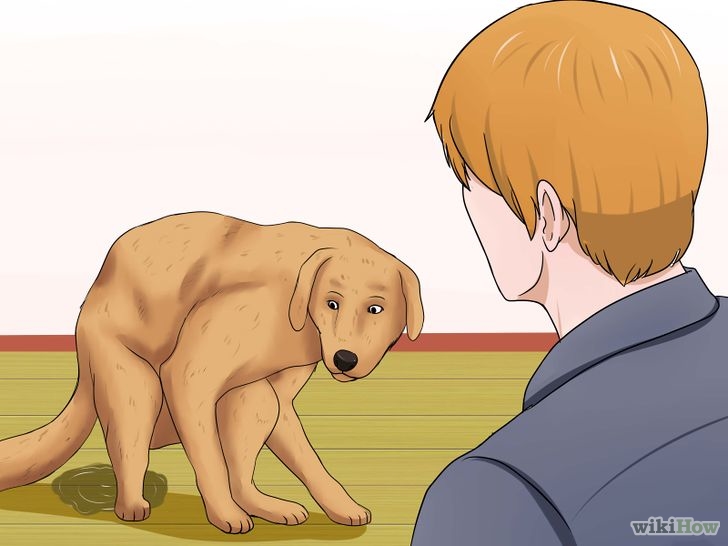 以Determine if a Dog Is Dehydrated Step 4为标题的图片