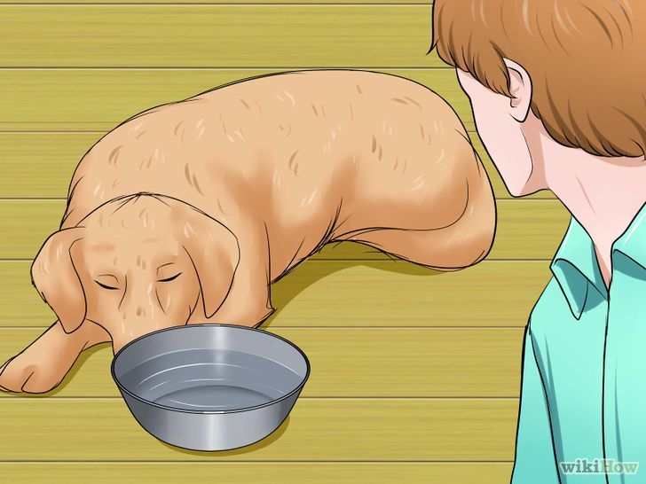 以Determine if a Dog Is Dehydrated Step 6为标题的图片