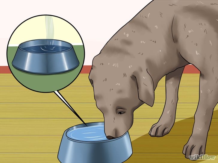 以Determine if a Dog Is Dehydrated Step 7为标题的图片