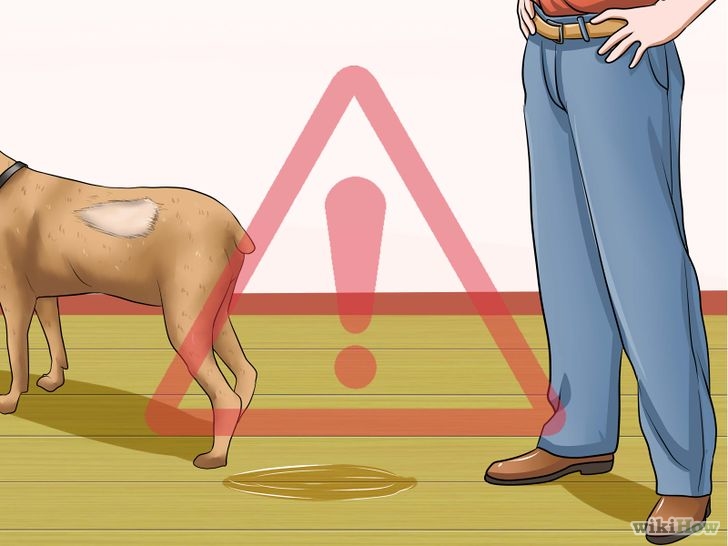 以Determine if a Dog Is Dehydrated Step 8为标题的图片