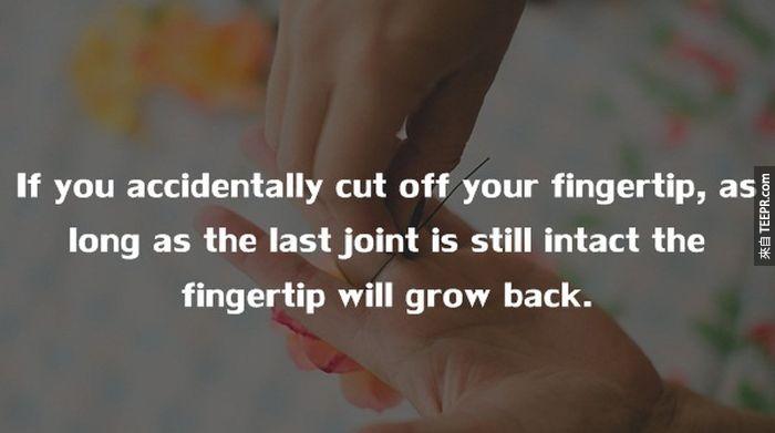 如果你不小心削去了你的指尖，隻要關節還在，指尖就會完全復原。