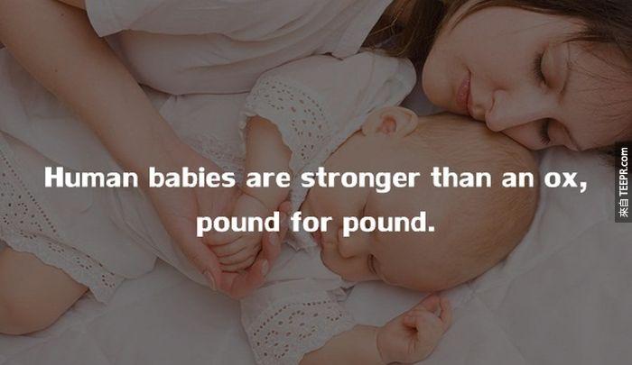 嬰兒遠比剛出生的小牛還強壯的多。