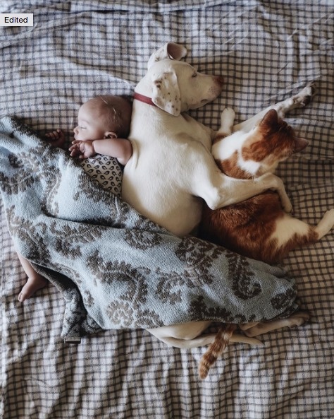 25张狗狗跟小婴儿抱在一起睡觉的照片!