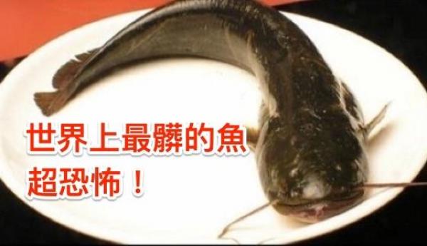 它世界上「最髒的魚」！吃一口等於「3000個癌細胞」進肚內！