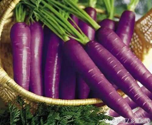 農民種紫色蘿蔔畝產8000斤畝收益過萬，這不是轉基因是自然