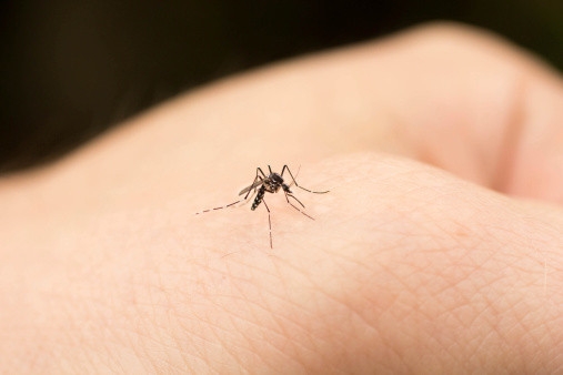 被蚊子咬怎麽止癢？ 90%的人都不知道...對付蚊子的妙招！