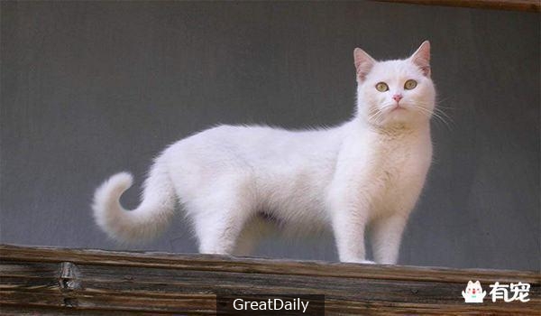 一隻跳樓自殺了三次的白貓，或許能讓你有點感悟！