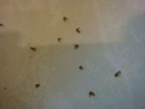 廁所裏常見的〝小飛蟲〞，原來是從這些地方出來的！ 教你這樣消滅牠們