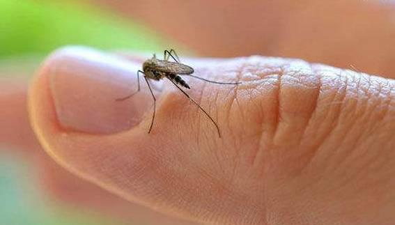 天熱蚊子最愛這9種人，6個絕招免去蚊蟲叮咬！ 現在知道還不晚
