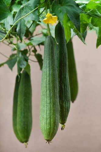 這六瓜是夏季寶物，降三高、清濕熱、抗衰老…今夏一定要吃齊