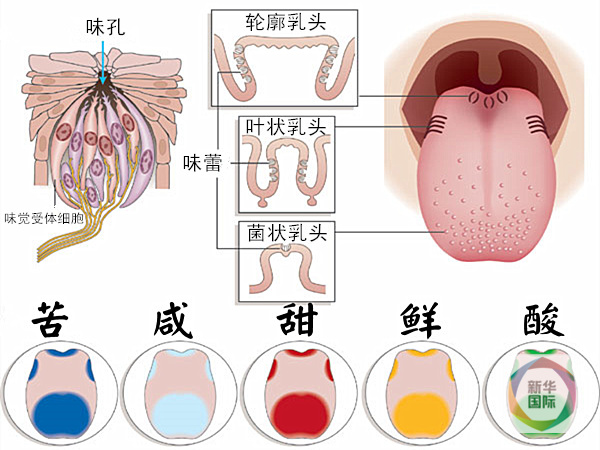 Image result for 3.舌頭有六種味覺