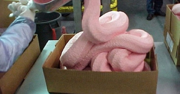 他進麥當勞工廠想看麥克雞塊是不是「噁心粉紅肉渣」做成的，沒想到一進去卻看到了「這種畫面」...太震驚了！