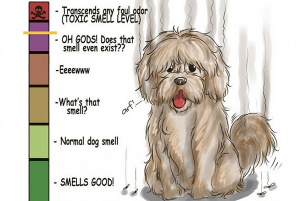 如何讓狗狗身上的臭味消失？原來「洗澡」這樣洗才正確！