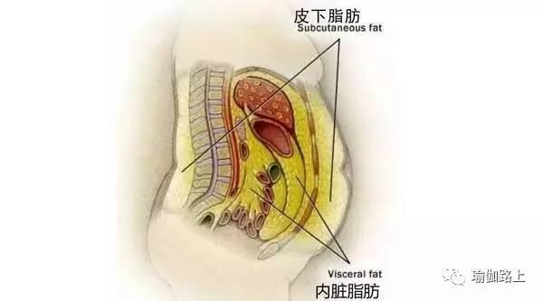 腰圍越大，壽命越短！真的假的？