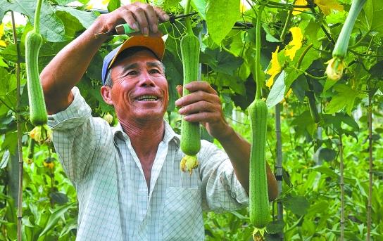 農戶種植絲瓜中哪個環節做對，會讓絲瓜比別人賣價高？