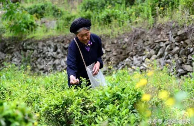 農民自製1種茶，預防腦梗塞比600元1顆的安宮牛黃丸好，製作簡單 