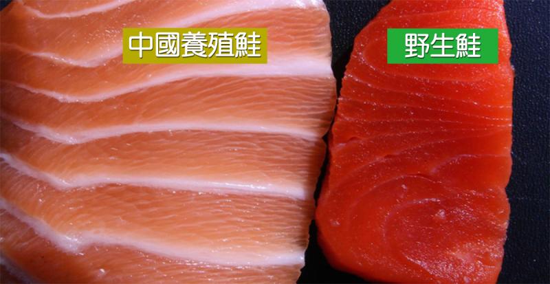  四成「野生鮭」都是「黑心中國鮭」！買鮭魚必學「兩大技巧」以免吃進大量色素、抗生素！
