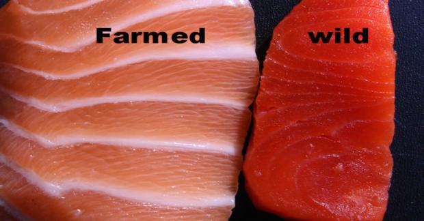  四成「野生鮭」都是「黑心中國鮭」！買鮭魚必學「兩大技巧」以免吃進大量色素、抗生素！