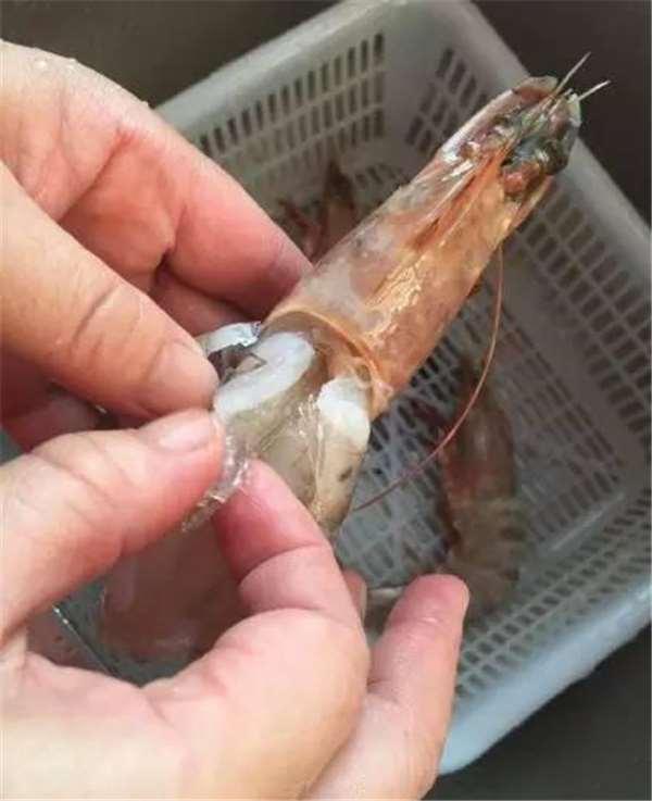 她從市場買回一袋蝦子，回家後發現蝦頭實在巨大的太詭異了！剝開蝦頭一看，裡面竟然是『這個東西』！愛吃蝦的人真的要注意了！