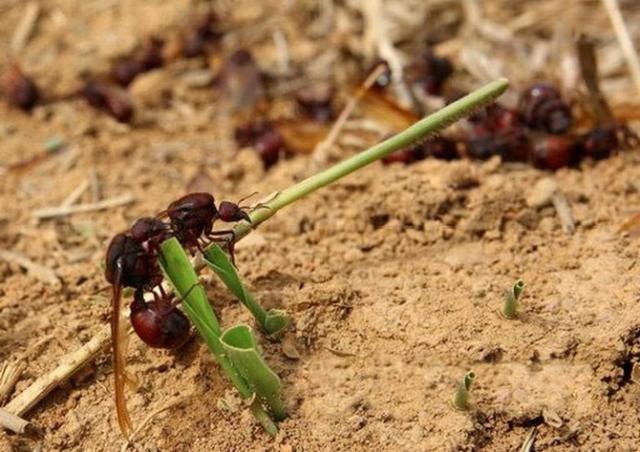 此地人吃螞蟻屁股上癮，比吃羊肉串還凶，不但大補還能防癌