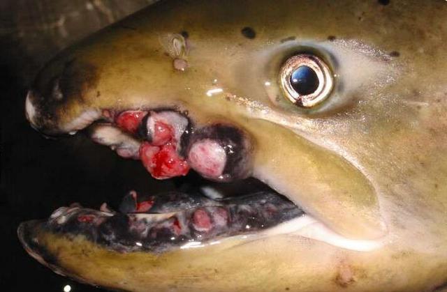 沒想到受到核輻射的魚解剖開，竟然變成了這種模樣，尤其是最後一張，光是用眼睛看就很可怕...