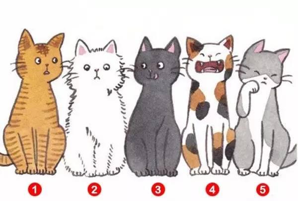 五隻貓選一隻，測出你在別人眼中的印象，超級準！