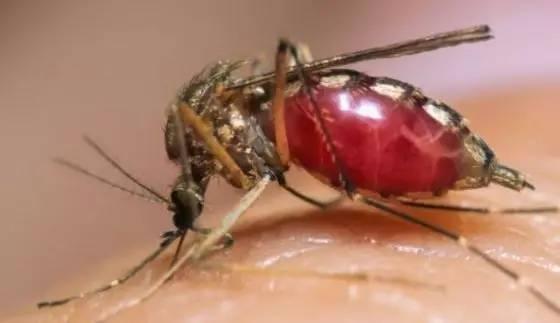 日本專家最新研究：被蚊子叮後不要立刻拍死，不然會更癢更難受