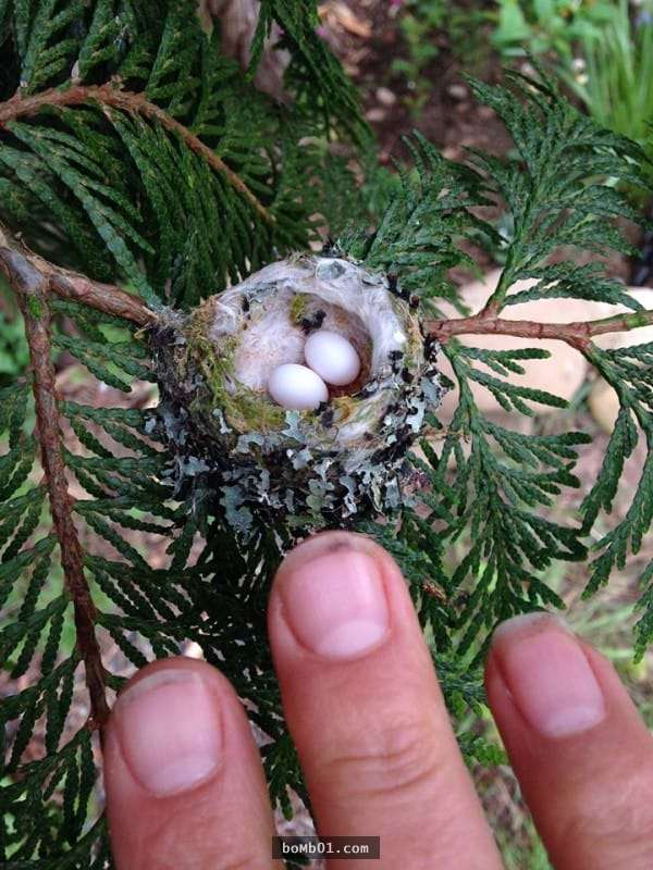 專家建議在修剪樹木時一定要注意上面「有沒有這種蛋」，它孵出來的東西簡直讓人難以置信！