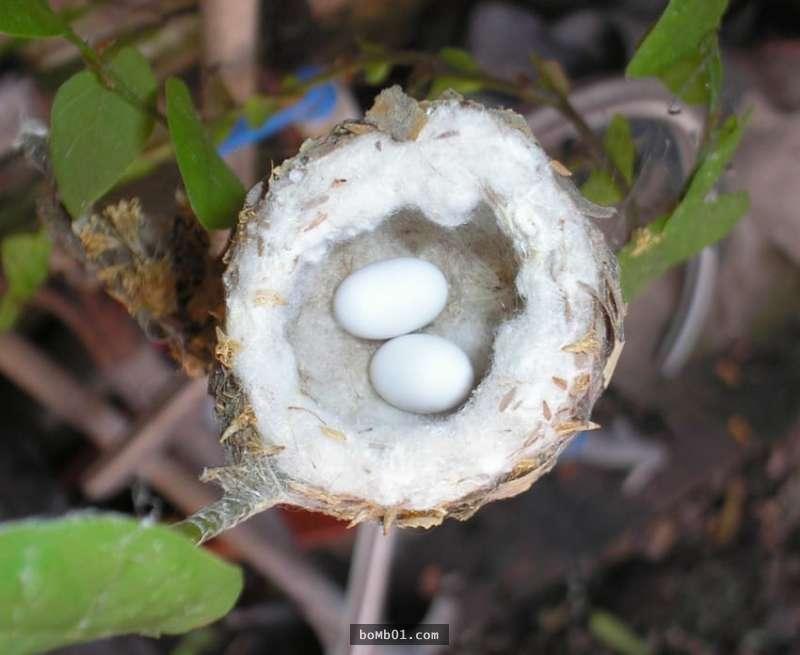 專家建議在修剪樹木時一定要注意上面「有沒有這種蛋」，它孵出來的東西簡直讓人難以置信！