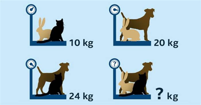 一道超簡單數學題「貓＋狗＋兔＝？公斤」馬上測出你的思考能力怎麼樣！