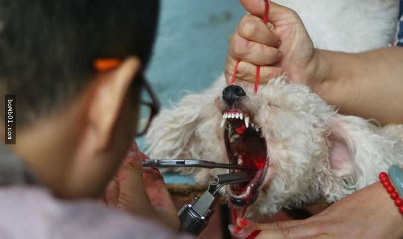 这几天,四川成都青白江花鸟市场的一名摊贩做起了「给狗狗切除声带」